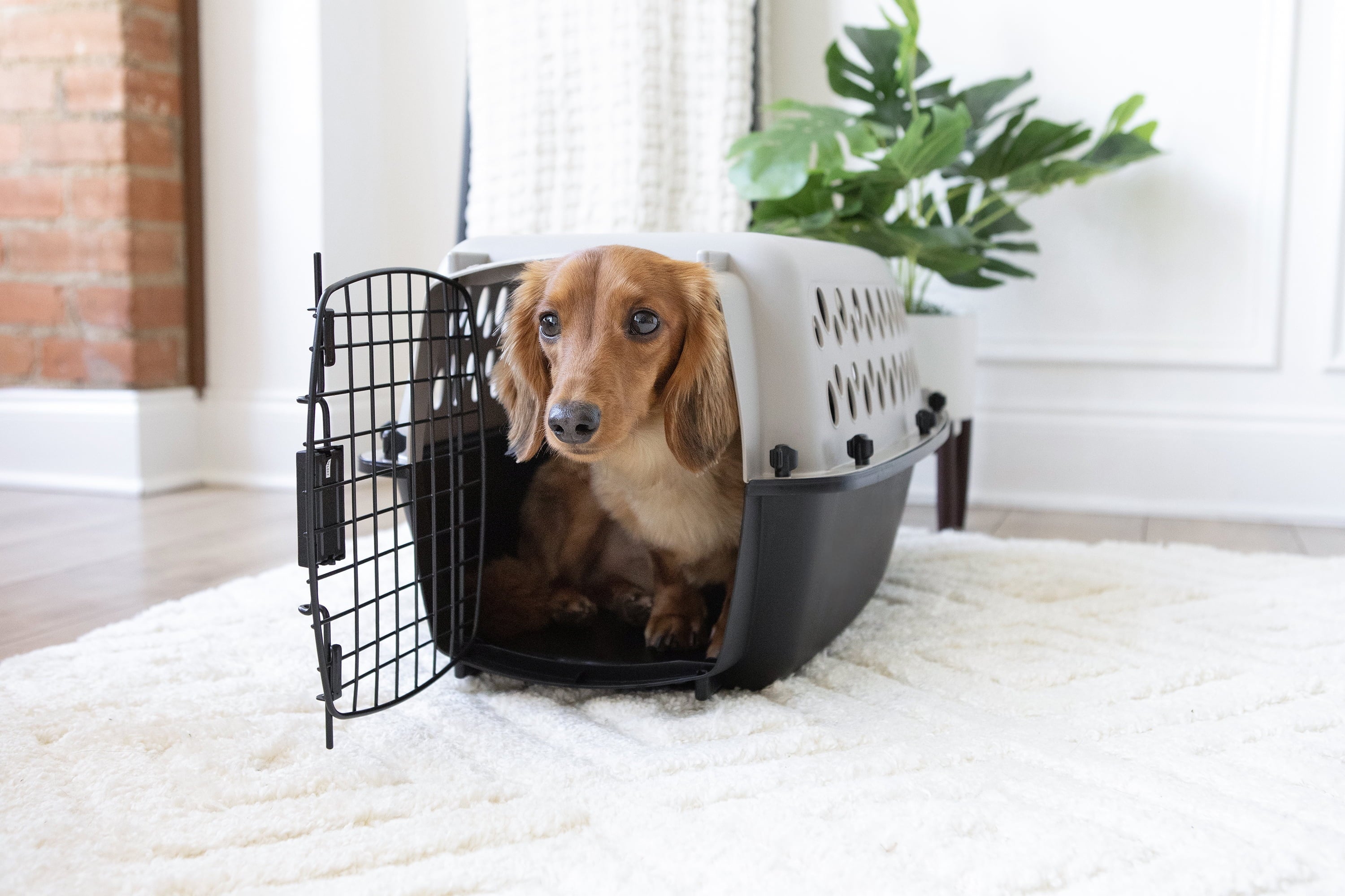 Pet Portable Kennel for Dogs, Hard-Sided Travel Carrier, Durable, Metal Door, Black & Grey, for Pets up to 15 Lbs, 23" L X 15.2" W X 11.8" H