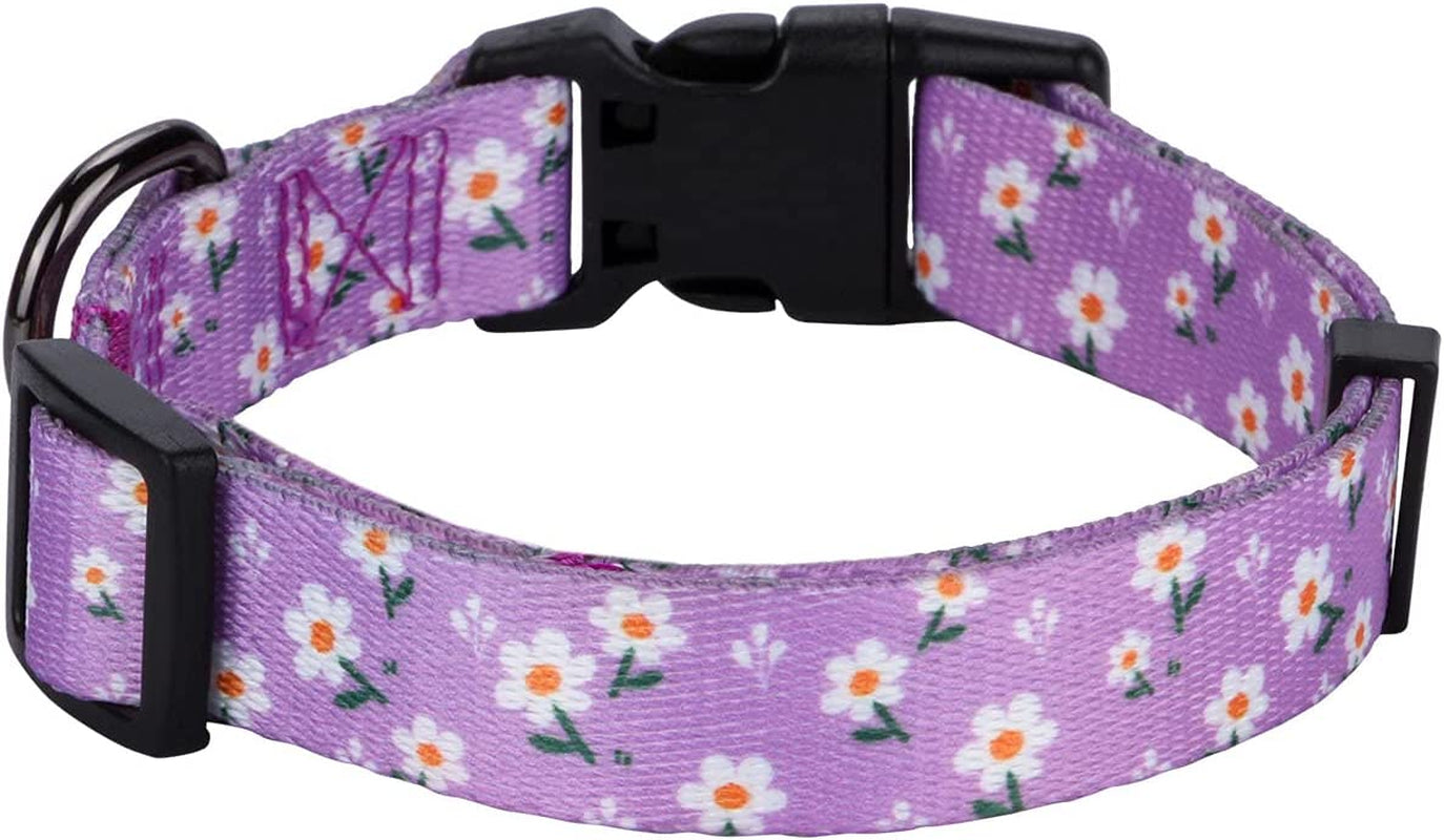 Daisy Girl Dog Collars, Floarl Design for Small Dogs,